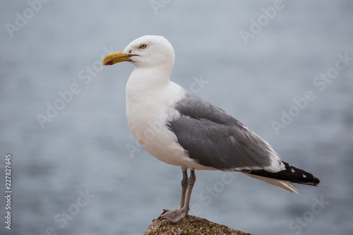 Seagull stand on a rock