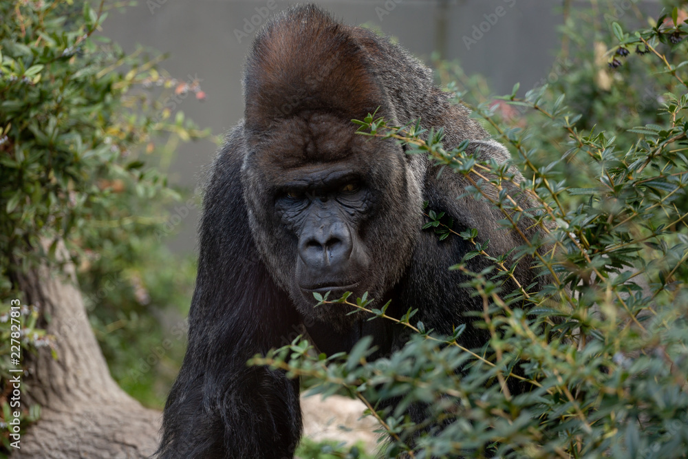 Obraz premium Close up of a silverback gorilla looking straight at the camera framed by greenery surrounding the face