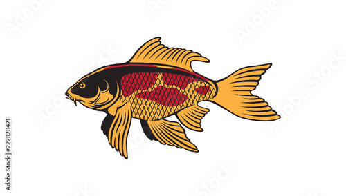  fish carp koi