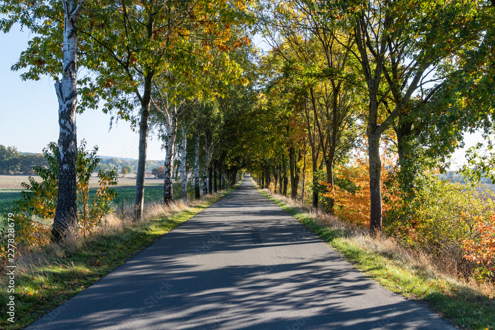 Romantic country road with autumn trees, Lüneburg Heath, Northern Germany Romantic country road with autumn trees, Lüneburg Heath, Northern Germany