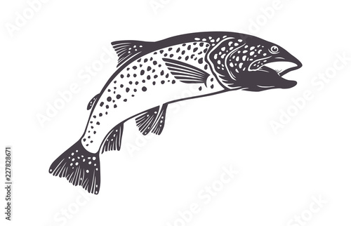 trout fish