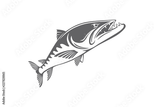 baracuda fish
