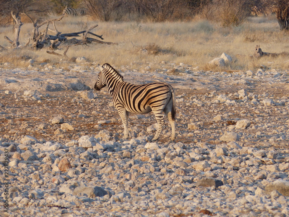 Obraz premium Zebra Namibia