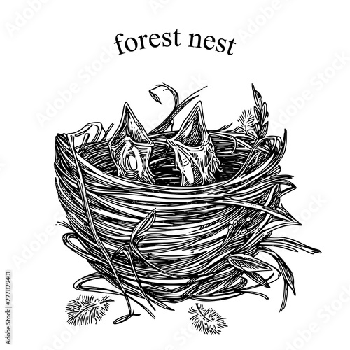 Wild life. Two baby birds with open mouths in nest. Engraving style. Vector illustration.
