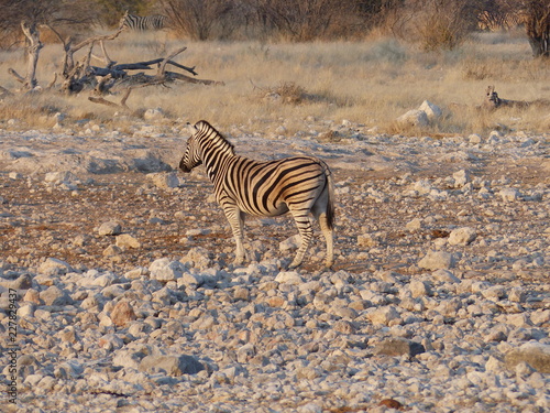 Zebra Namibia