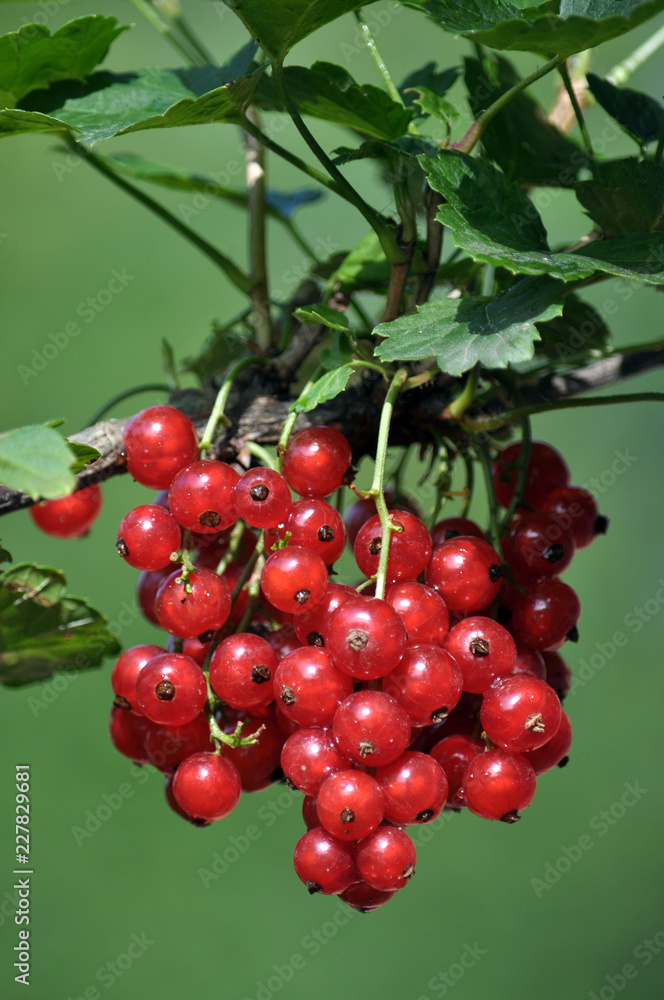 On a bush branch ripe berries redcurrant On a bush branch ripe berries redcurrant