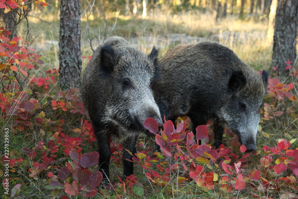 young wild pigs/ young wild pigs in the autumn forest young wild pigs/ young wild pigs in the autumn forest