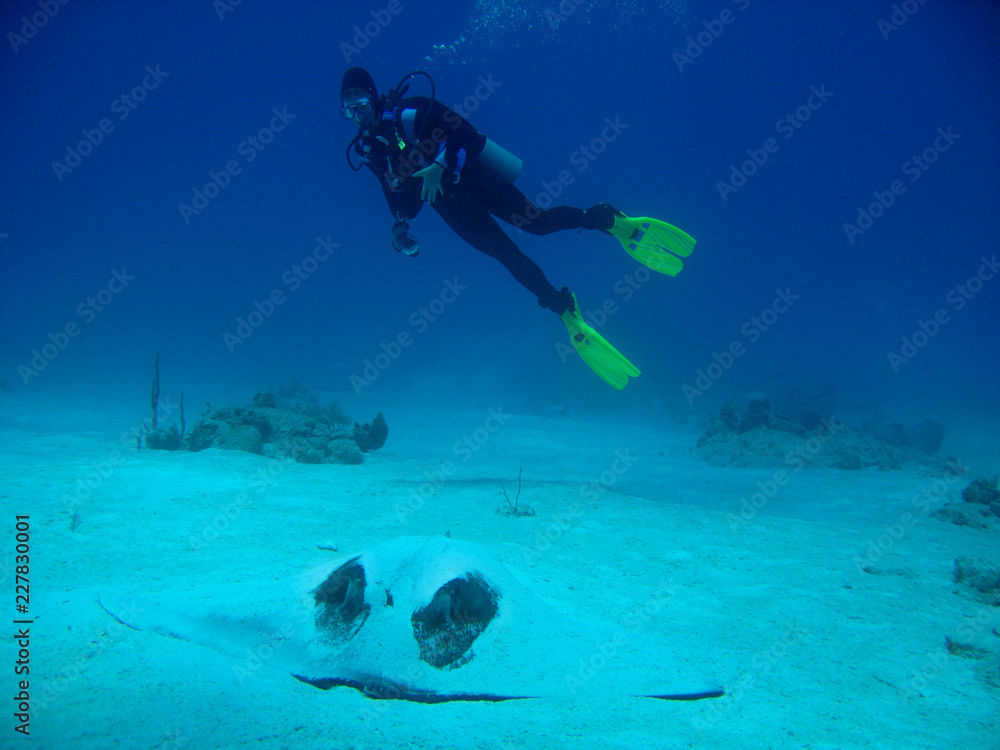 custom made wallpaper toronto digitalDiver with Stingray