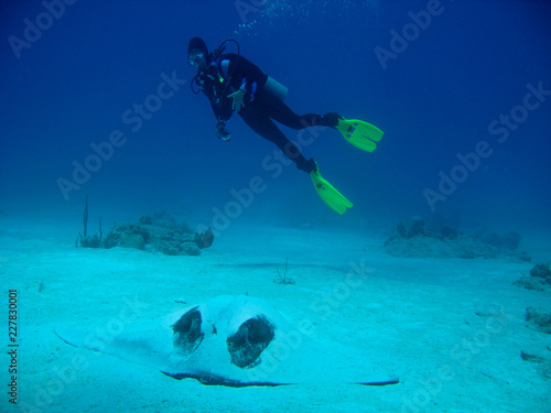 Wallpaper Mural Diver with Stingray Torontodigital.ca