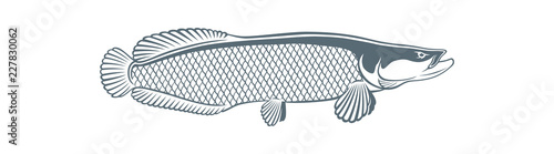 arapaima fish photo
