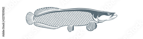 arapaima fish