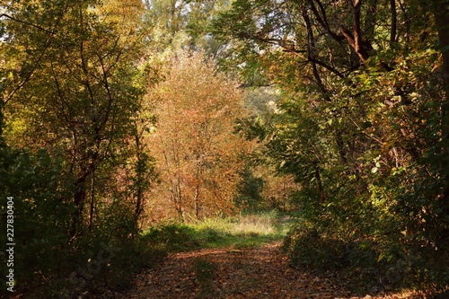 Waldweg im Herbst mit Laub und bunt gef  rbten B  umen