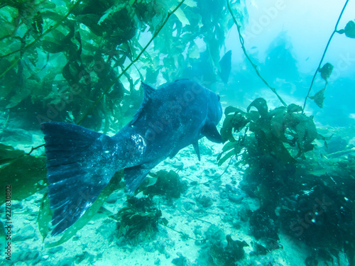 Giant Sea Bass Swimming Through Kelp Forest Close Up photo