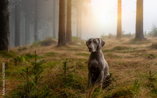 Weimaraner Jagdhund im Wald