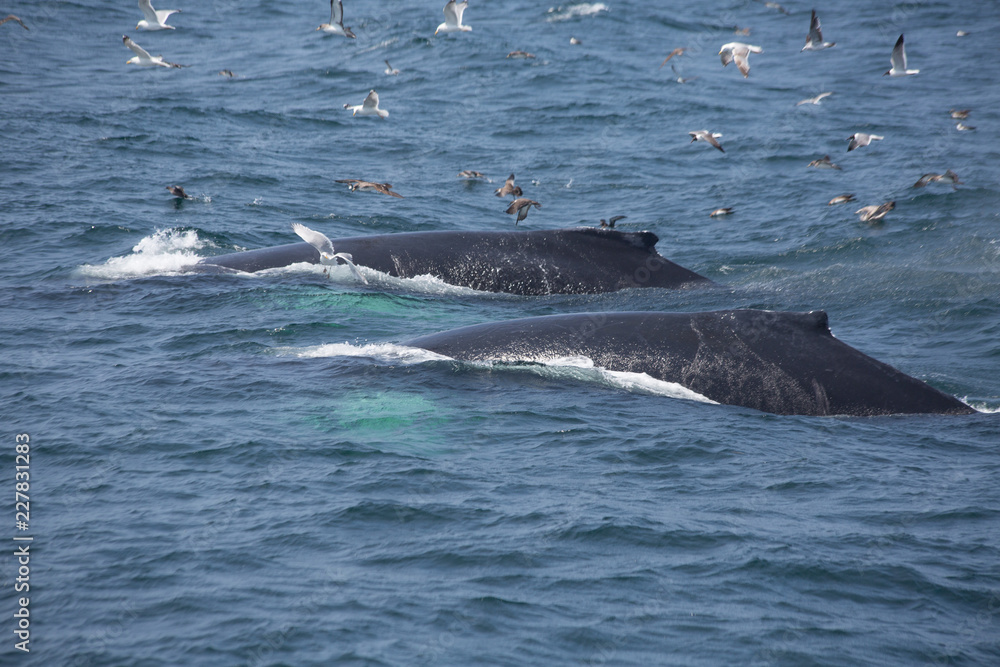 Fototapeta premium Humpback Whales in Cape Cod, USA
