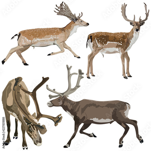 Fallow deers and Reindeers