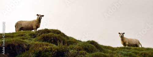 Sheep graze on the hillside. Pasture in the fall. Sheep on the background of the autumn forest. Travel to Norway.
