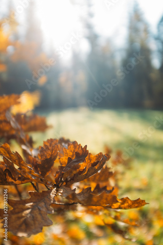 Autumn Leaves in park