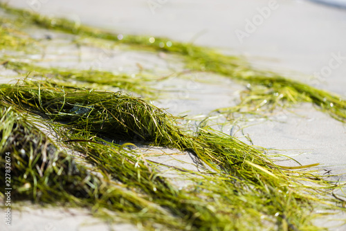 Seaweed long grass at beach close up photo