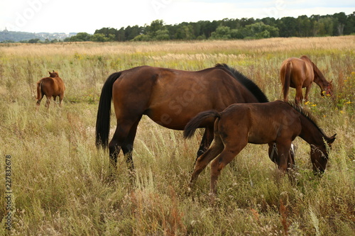 The horse and her foal.