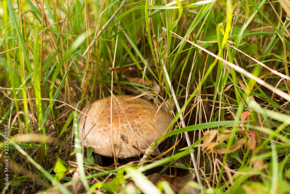 forest mushroom hidden in the autumn grass forest mushroom hidden in the autumn grass
