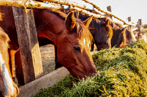 Fototapeta Naklejka Na Ścianę i Meble -  Brown horses eating grass in stable. Farming in countryside
