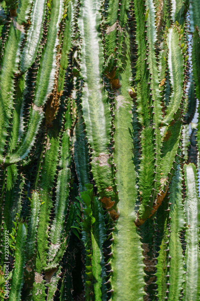 Jardin botanique - Cactus 4 - Madère Jardin botanique - Cactus 4 - Madère