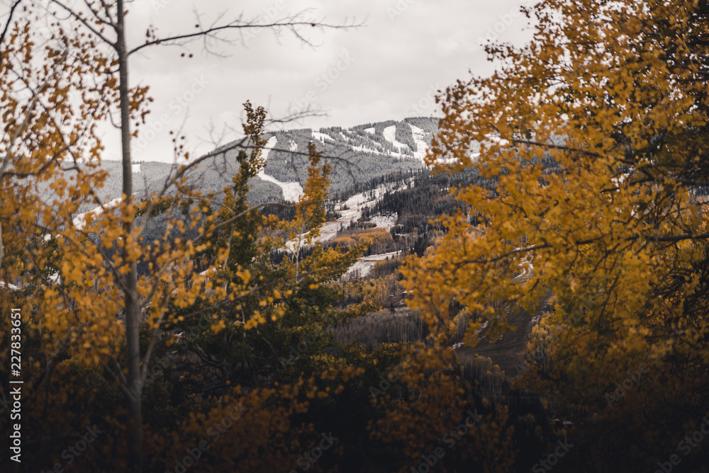 custom made wallpaper toronto digitalSki runs at Vail, Colorado framed between autumn leaves after a snow storm.