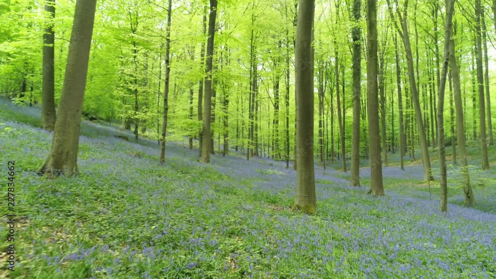 View of forest walking between trees in Halle Forest. Blooming bluebells on meadows under trees. Hallerbos, Belgium View of forest walking between trees in Halle Forest. Blooming bluebells on meadows under trees. Hallerbos, Belgium