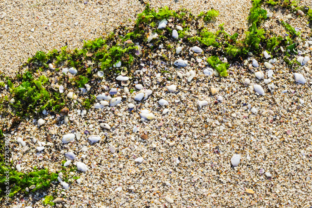 Close up sand background texture surrounded by bright green seaweed and sea shells, copy space Close up sand background texture surrounded by bright green seaweed and sea shells, copy space