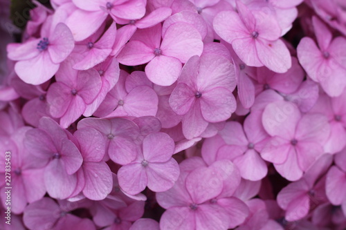 Fototapeta Naklejka Na Ścianę i Meble -  pink hydrangea flowers