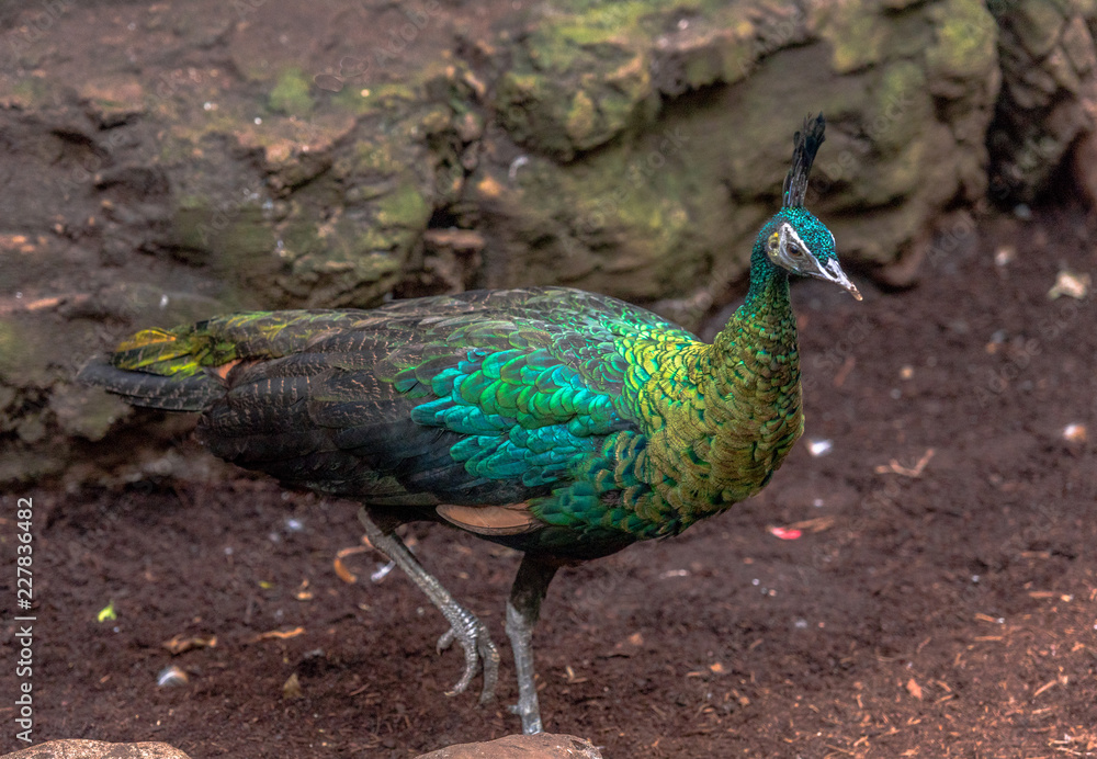 Fototapeta premium Metallic Hued Plumage on a Peacock Foraging on the Ground
