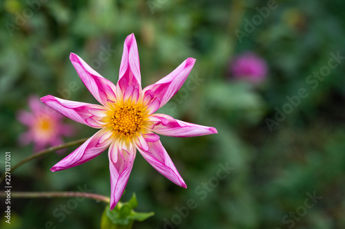 Fototapeta Naklejka Na Ścianę i Meble -  Portrait of a pink dahlia with green leaves and pink dahlias blurred in the background
