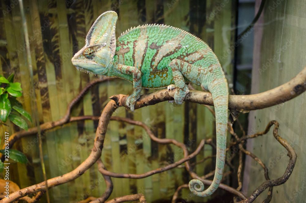 Fototapeta premium Green striped chameleon sits on a branch