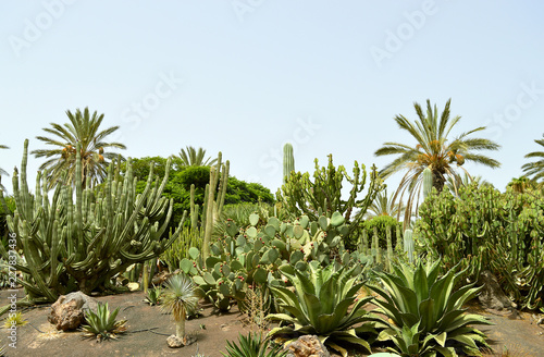 Cactus garden in La Oliva © Peter