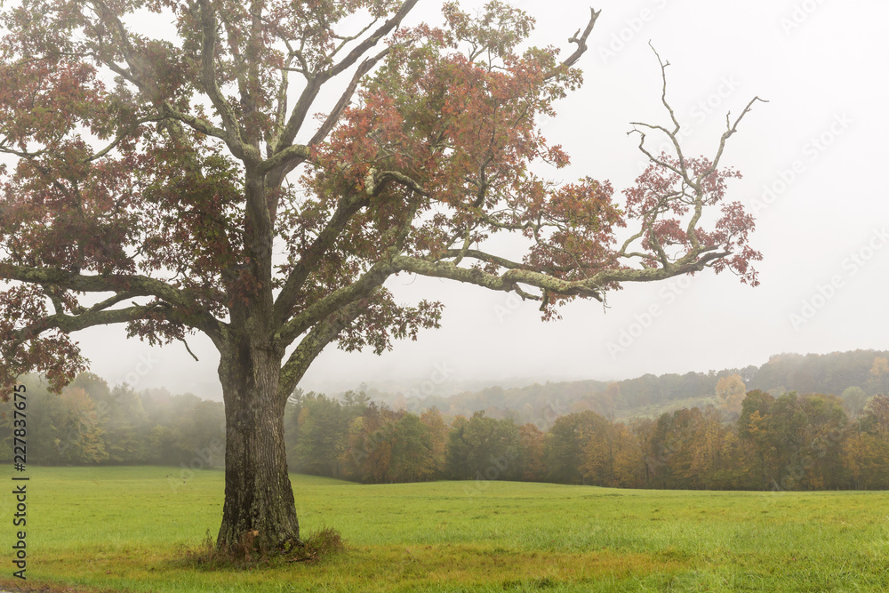 Red Maple Misty Mountains Red Maple Misty Mountains