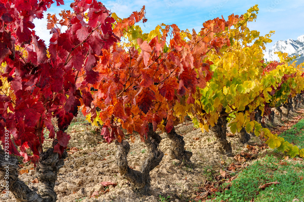 Vineyard at Rioja Alavesa, Basque Country, Spain