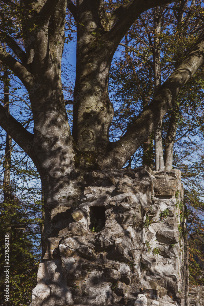 Fototapeta premium Castle ruin walls in front of a tree