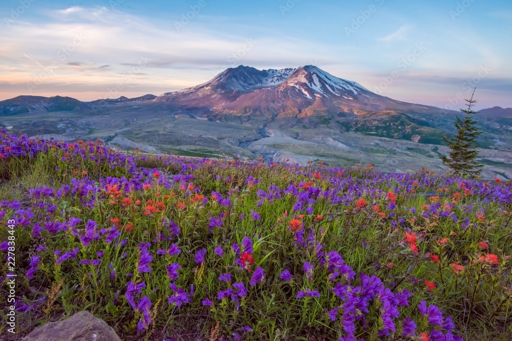 Mt St Helens with wildflowers at sunrise