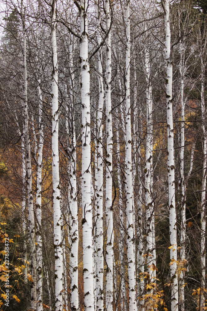 White bark stands out against the colorful fall foliage