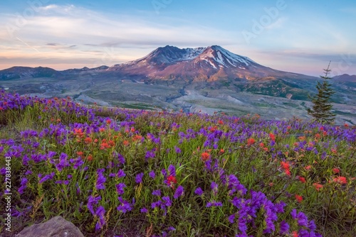 Mt St Helens with wildflowers at sunrise