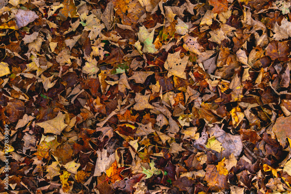 Fall Leaf Texture