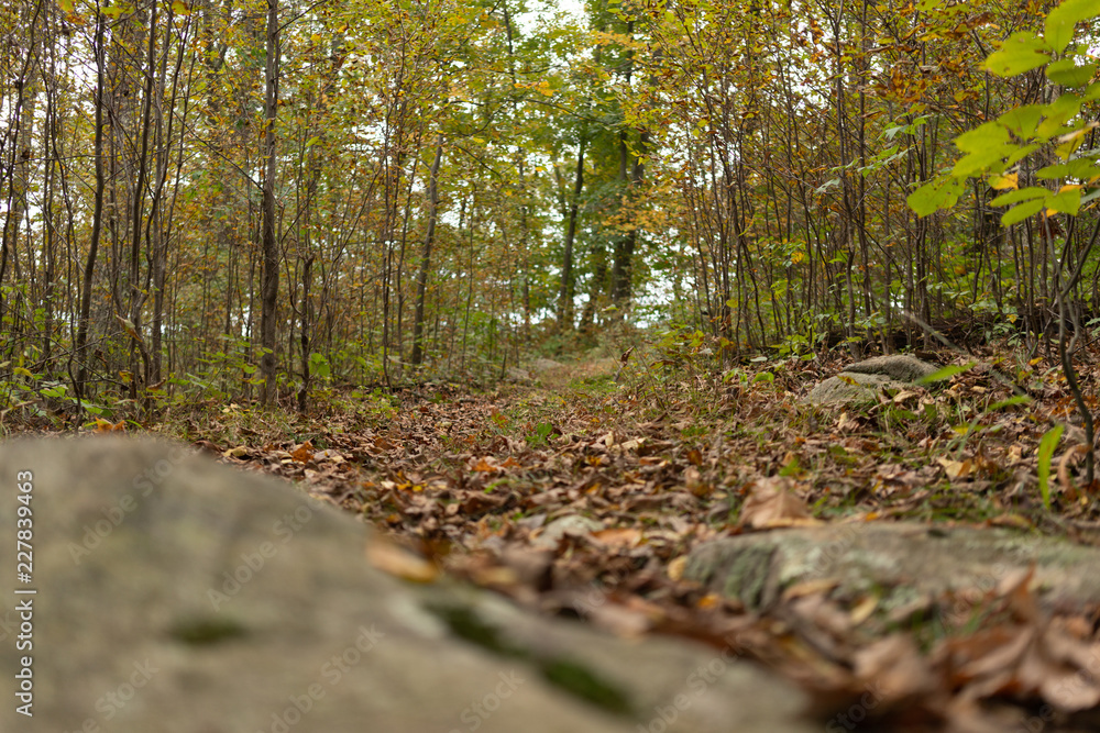 Close Up Forest Ground Close Up Forest Ground