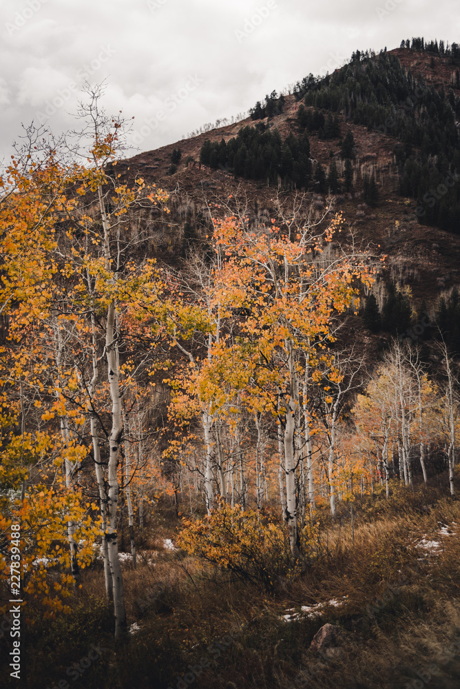 Fall foliage in the Colorado mountains. 