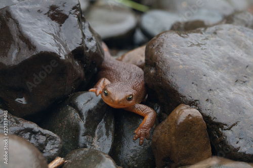 Newt photo