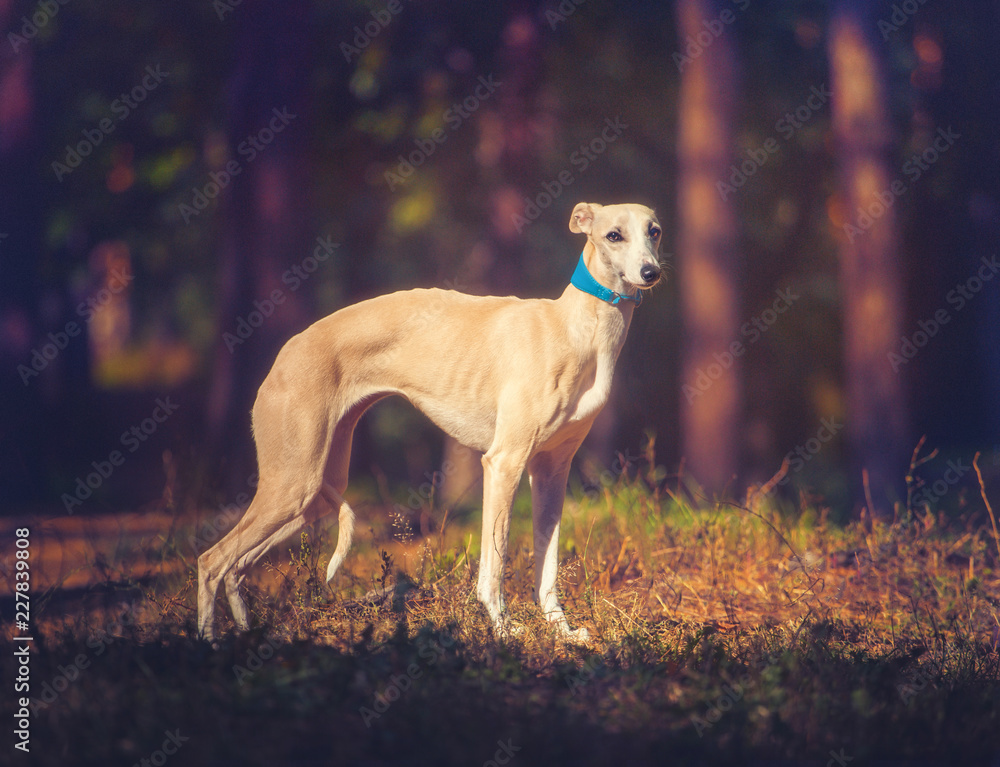 Whippet dog in turquoise collar stays on forest background and looking at the camera