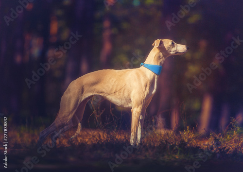 Whippet dog in turquoise collar stays on forest background
