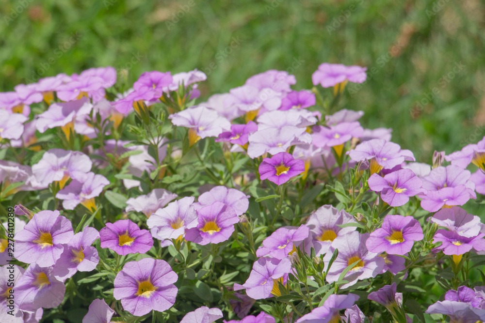 Pink Purple Petunias, room for copy