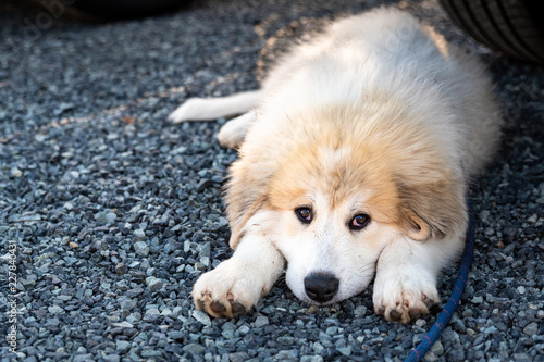 Cute Great Pyrenees puppy laying down in a gravel parking lot resting in the shade, on a blue leash
 photo