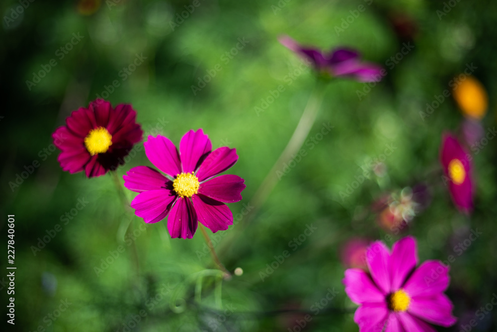 Closeup red flower view with copy space using as background concept Closeup red flower view with copy space using as background concept